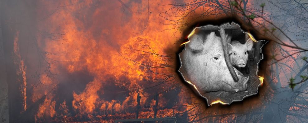 Płonące budynki gospodarskie i wstawione w płonącym kole zdjęcie świni i prosiaka za kratami.