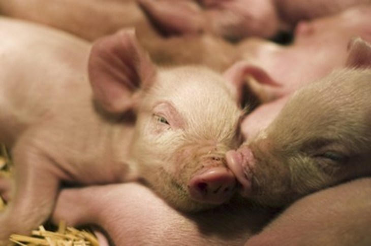 Piglets Resting On Straw