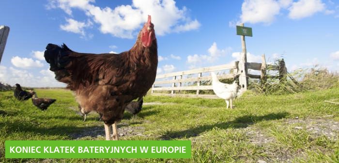 27 z 28 krajów unijnych jest wolnych od klatek bateryjnych dla kur