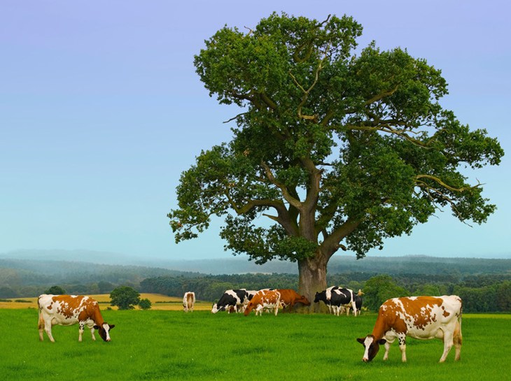 Grazing Cattle iStock_000006900171Large-modified.jpg