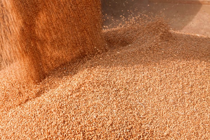 close up of grain pile. new grain being added.