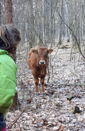 Byczek znaleziony w lesie