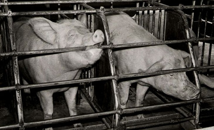 sows-in-sow-stalls.jpg