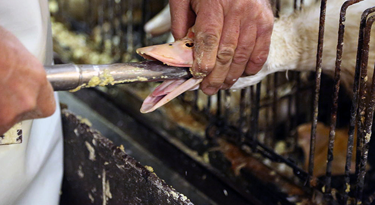 blog-post-foiegras.png