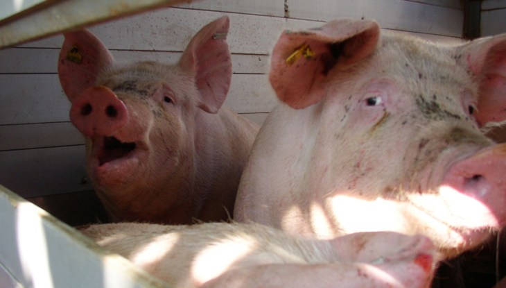 pigs-0094.jpg
