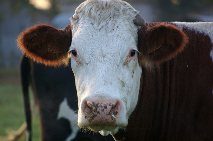 cow-567369.jpg