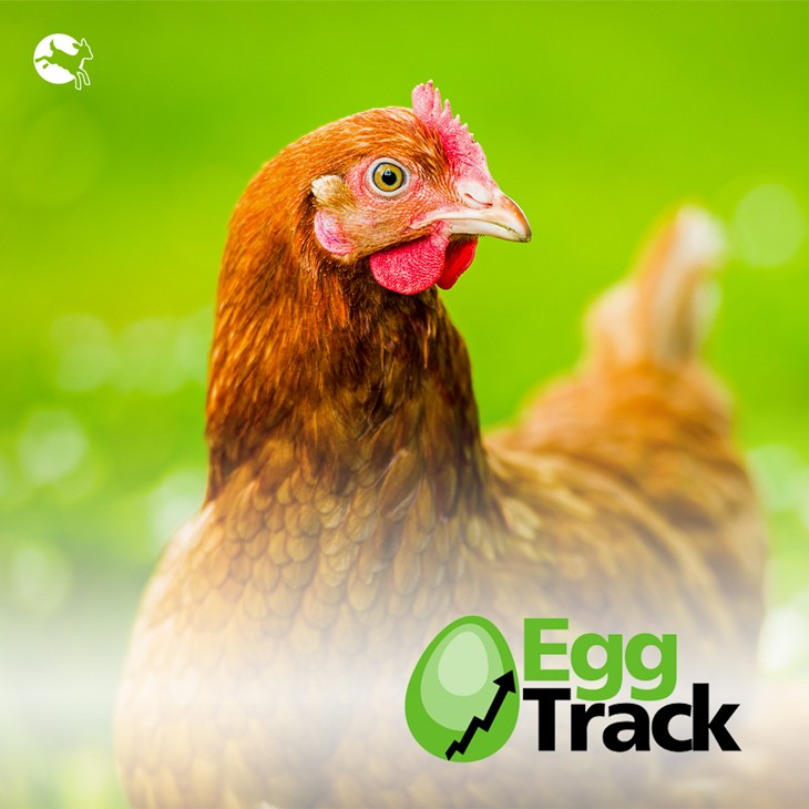 Chicken outside with eggtrack logo