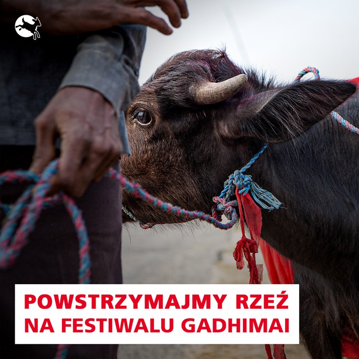 Gadhimai
