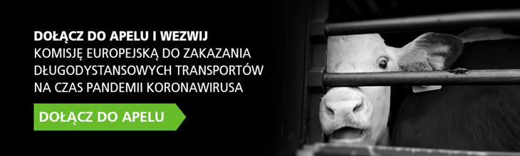 Banner Strona Www TRANSPORT