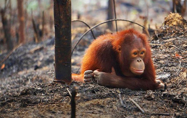 zdj. Paulina L. Elabosf Orangutans Orphaned Or Displaced By Logging And Fires Are Rehabilitated By The Borneo Orangutan Survival Foundation Photo Paulina L. Elabosf