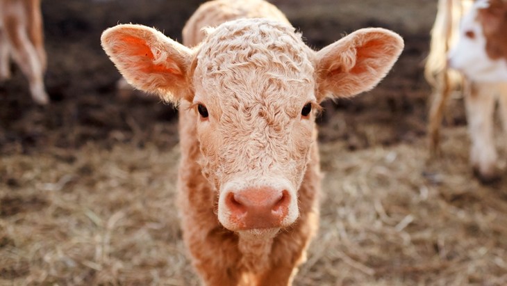 Calf