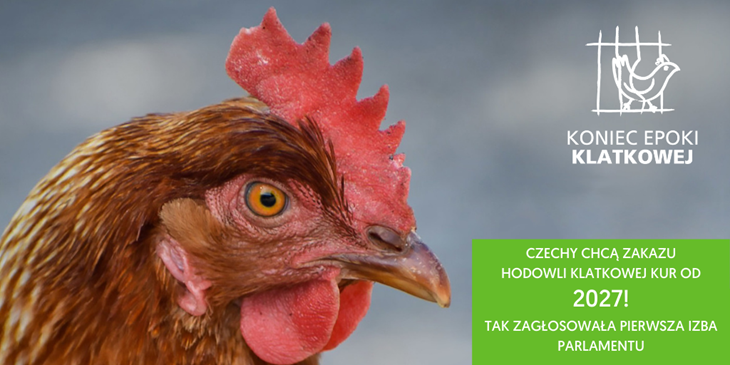 CZECHY CHCĄ ZAKAZU HODOWLI KLATKOWEJ KUR OD 2027