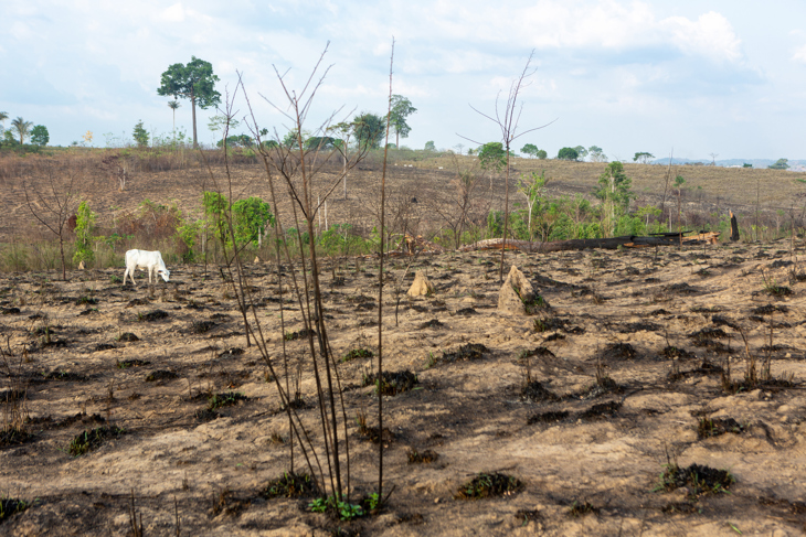 Deforestation (2)