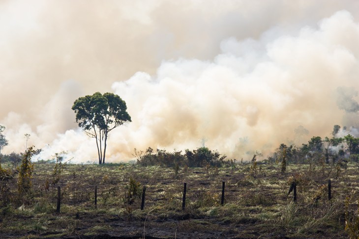 Climate Change And Deforestation