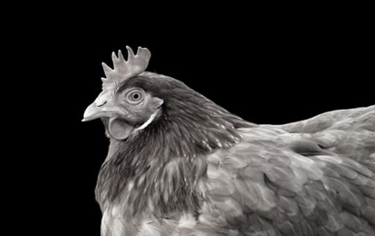 En Header Eggtrack
