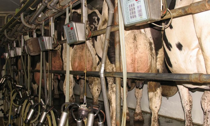 Mechaniczne dojenie krów