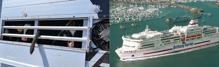 Z lewej strony cielęta w ciężarówce, a prawej statek Brittany Ferries w porcie.